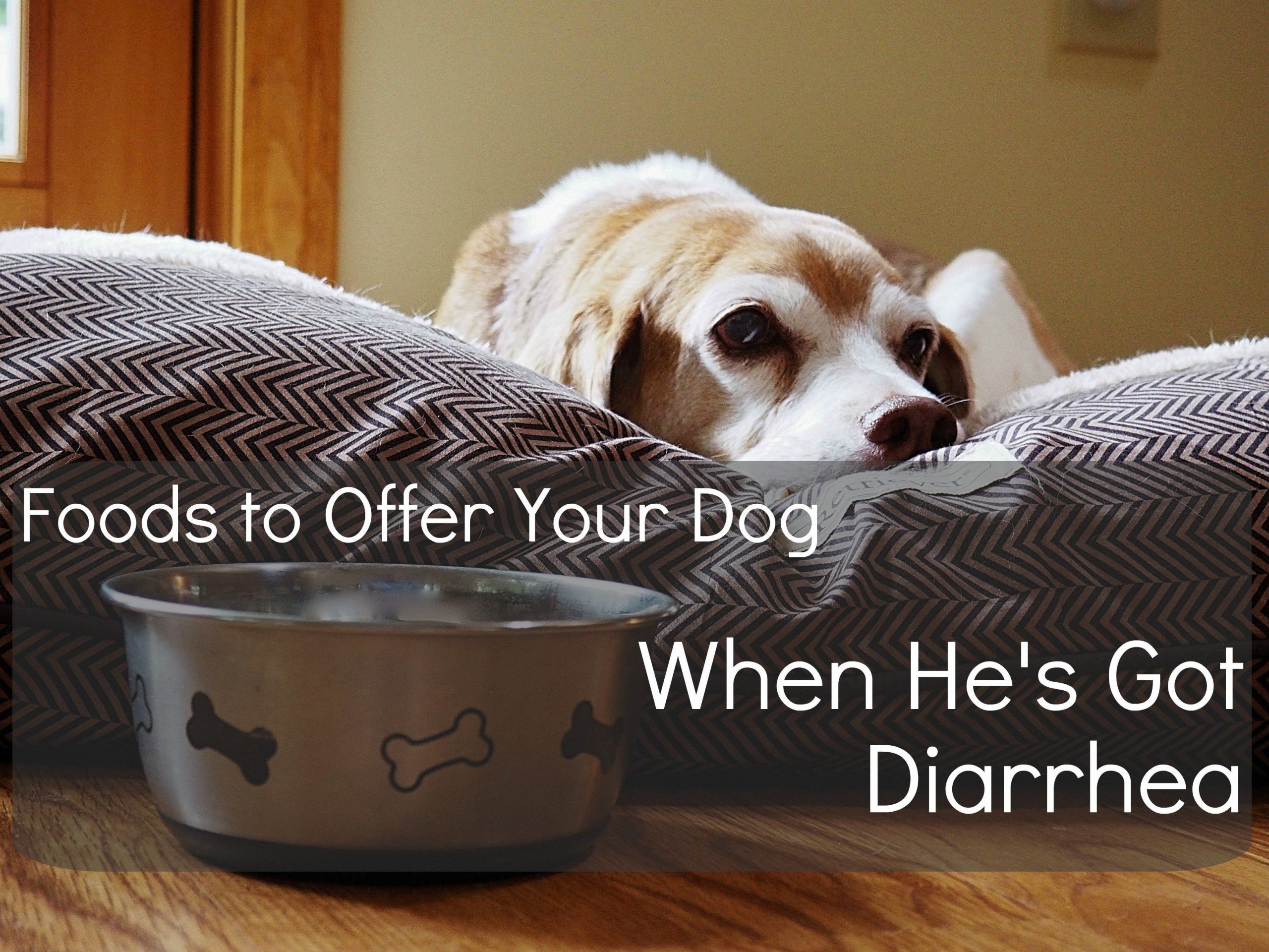 12 Human Foods to Give to Dogs With Diarrhea or Upset Stomach