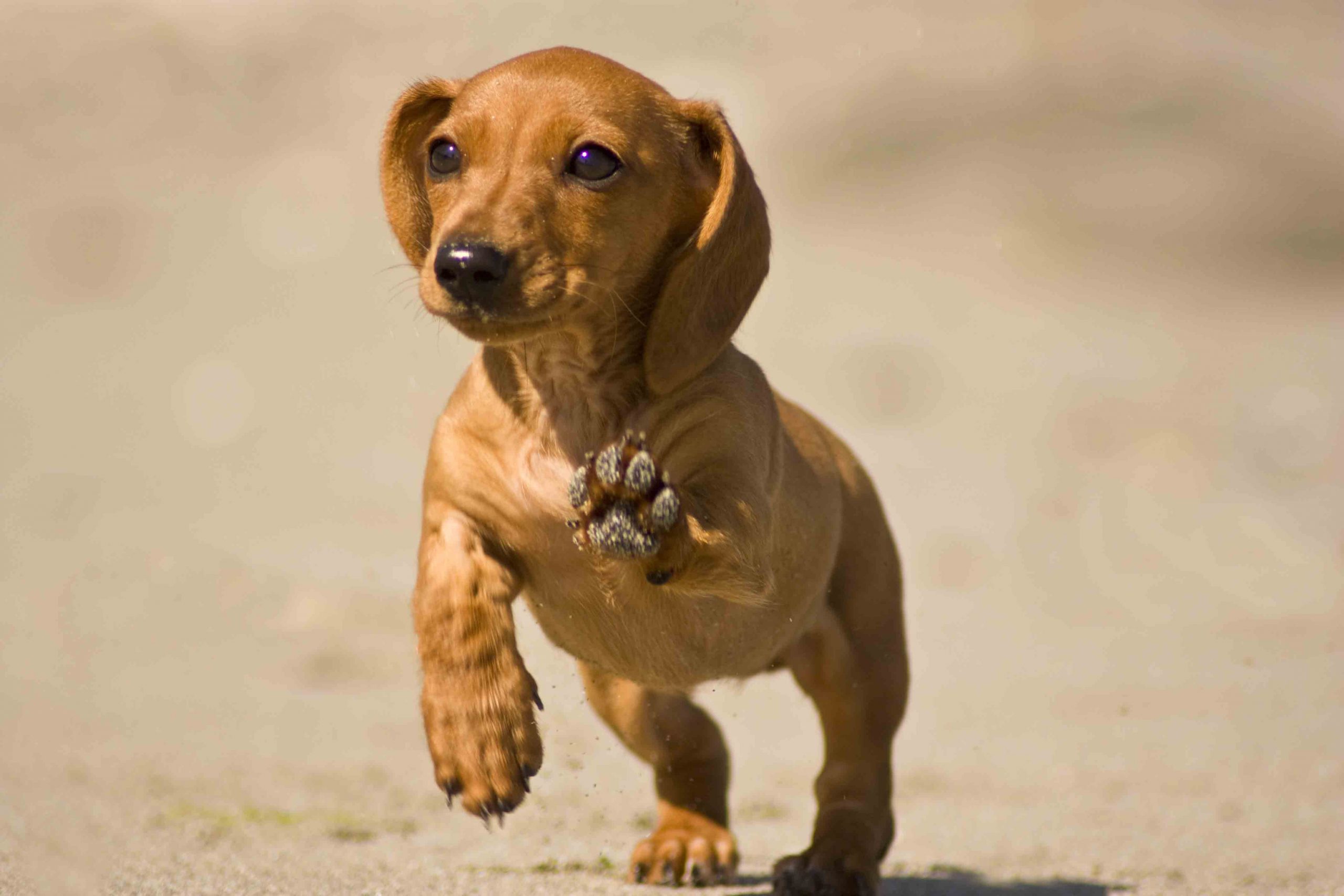 Best Dog Food for an Dachshund with a Sensitive Stomach ...