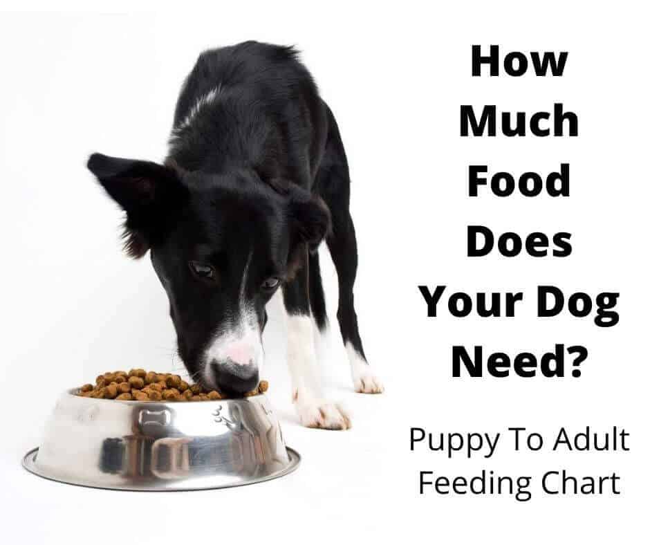How Much Food to Feed A Dog? The Complete Guide