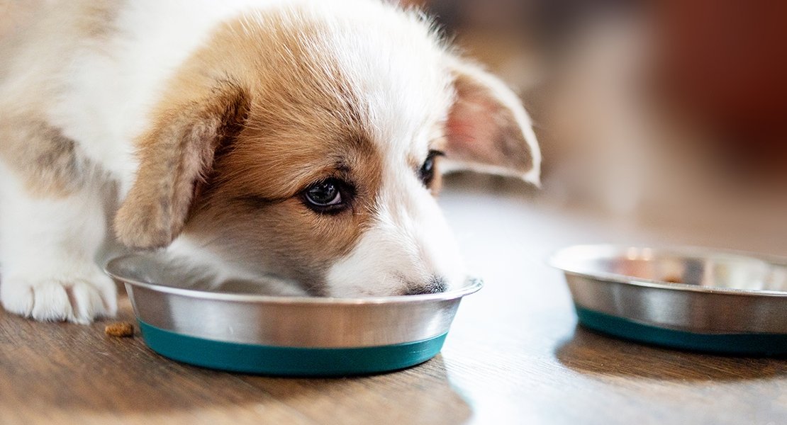 How Much Should I Really Be Feeding My Puppy?