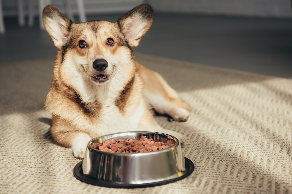 What Does Grain Free Dog Food Mean?