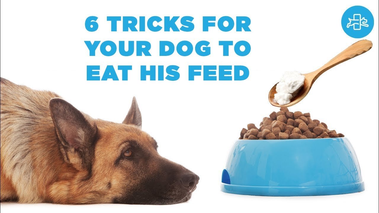 Why is MY DOG NOT EATING his food anymore? SOLUTION